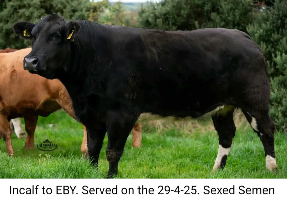 In-Calf Heifers - Image 4