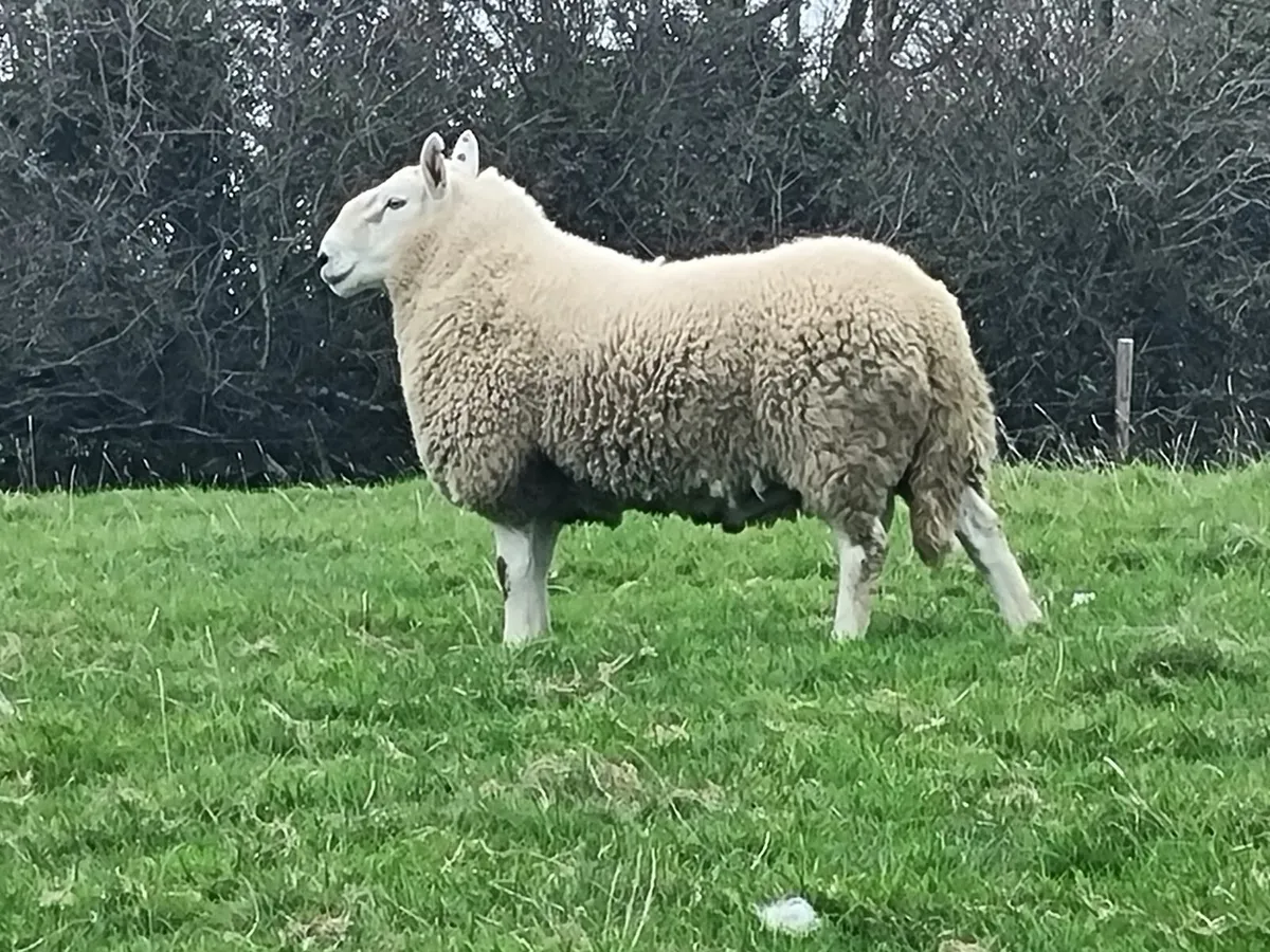 SHEEP - Image 4