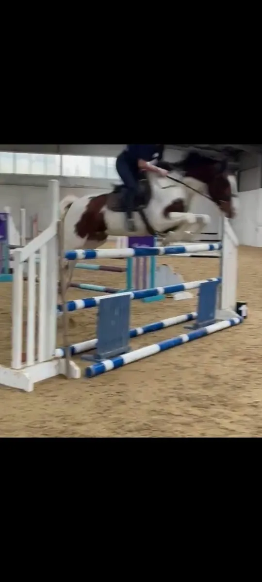 Horse SJ XC HUNT - Image 1