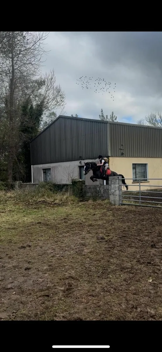 Gelding - Image 1