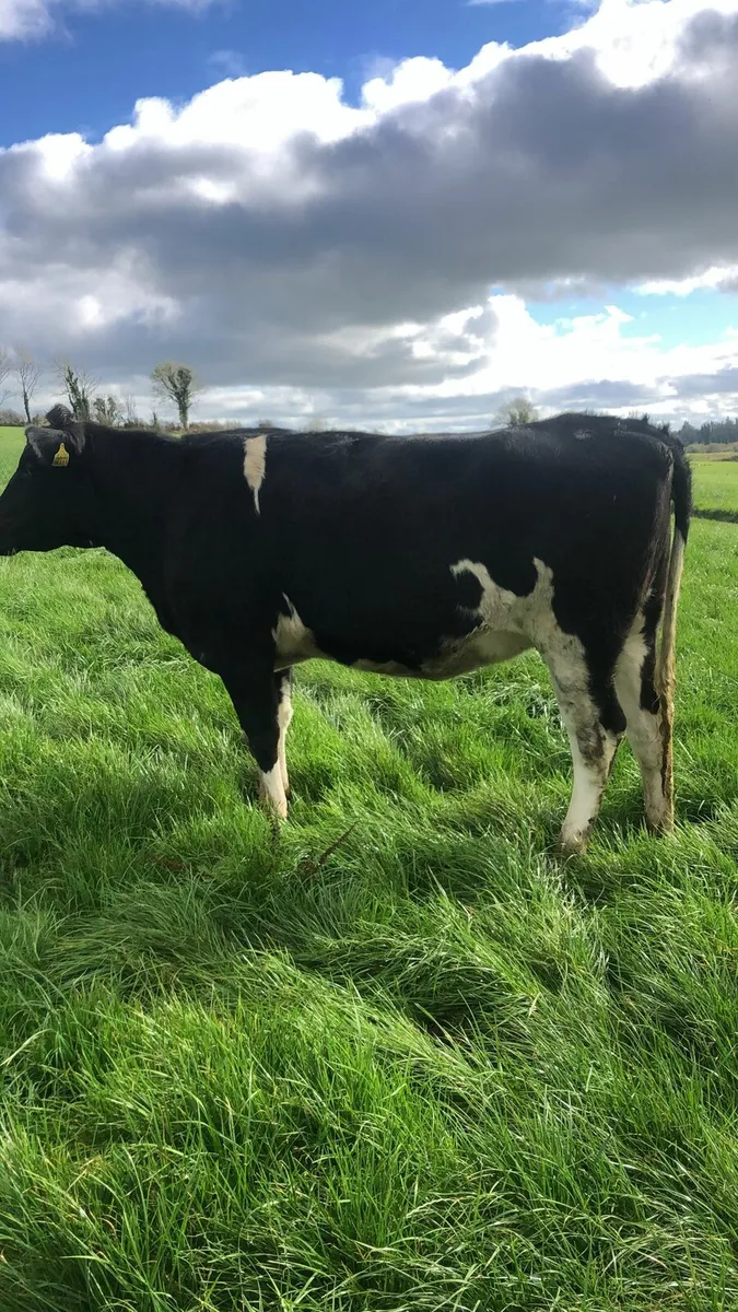 Holstein friesian in-calf heifers - Image 3