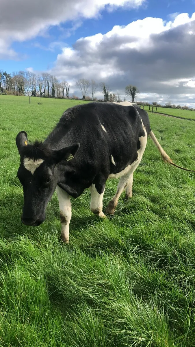 Holstein friesian in-calf heifers - Image 4