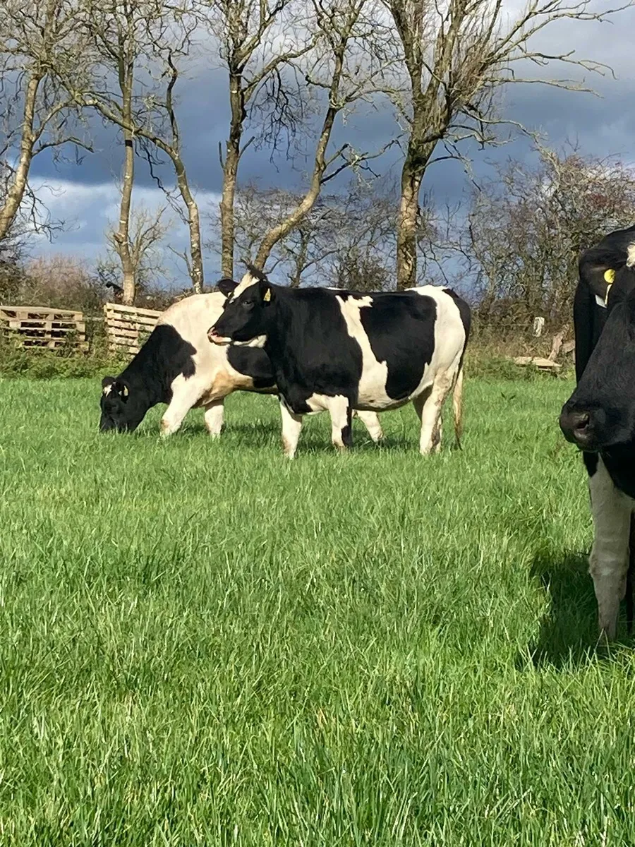 Holstein friesian in-calf heifers - Image 1