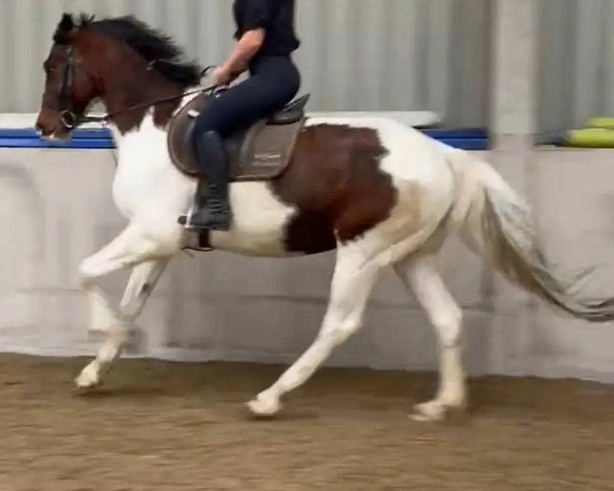 Horse SJ XC HUNT - Image 3