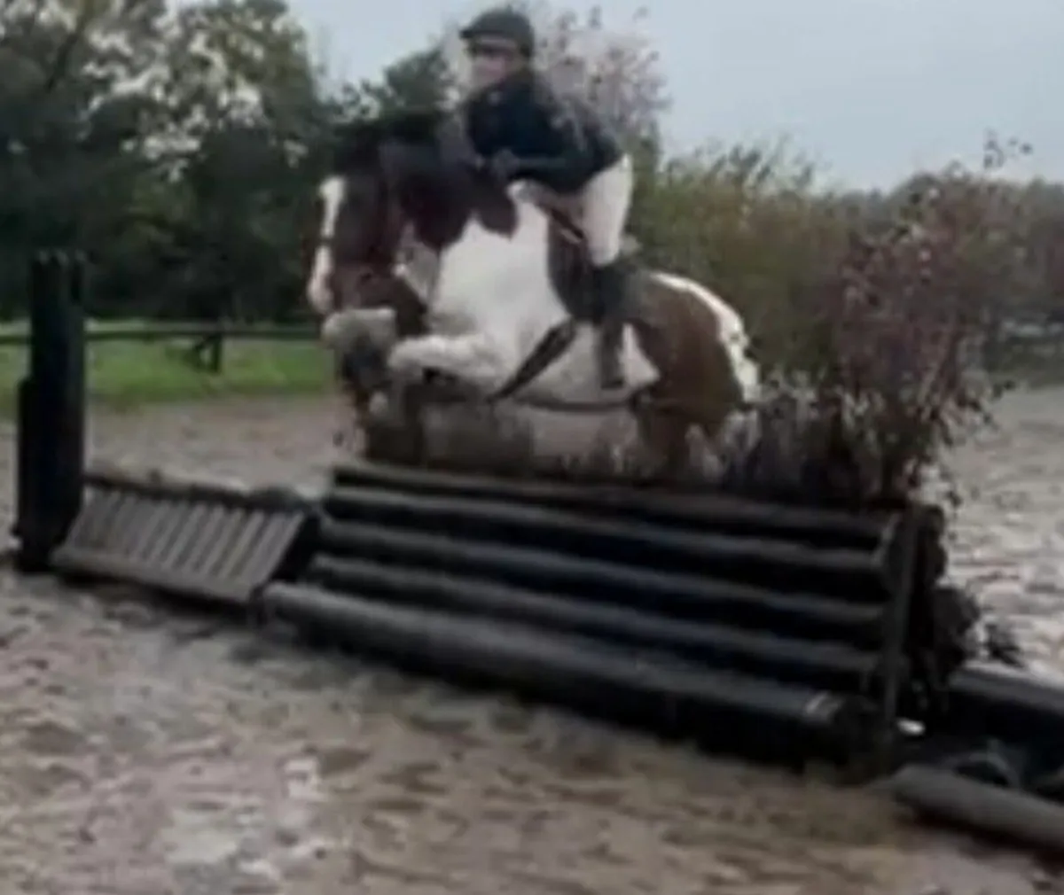 Horse SJ XC HUNT - Image 4