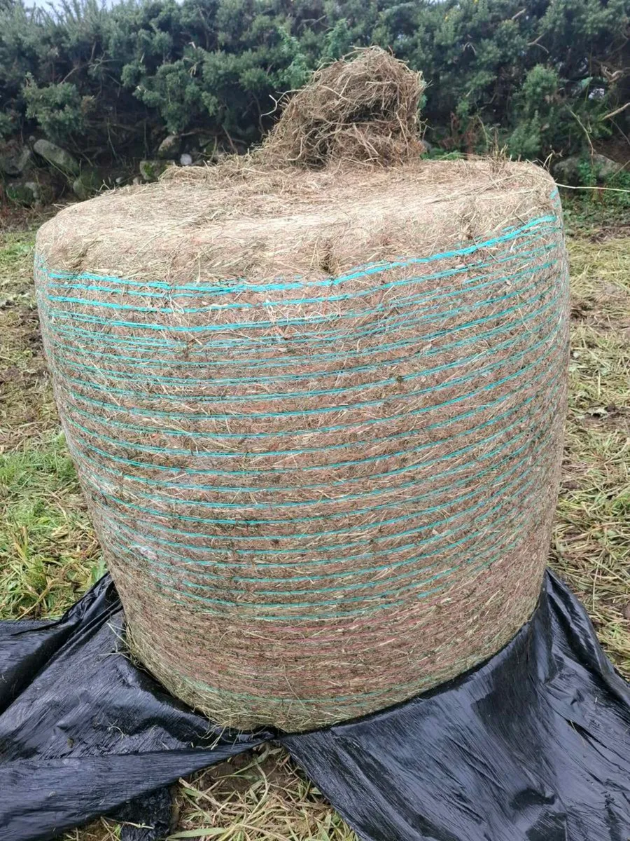 Horse haylage - Image 1