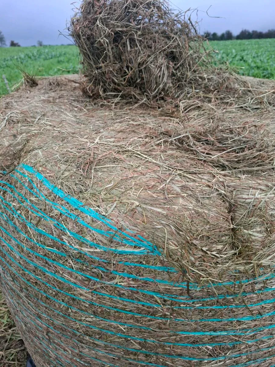 Horse haylage - Image 2