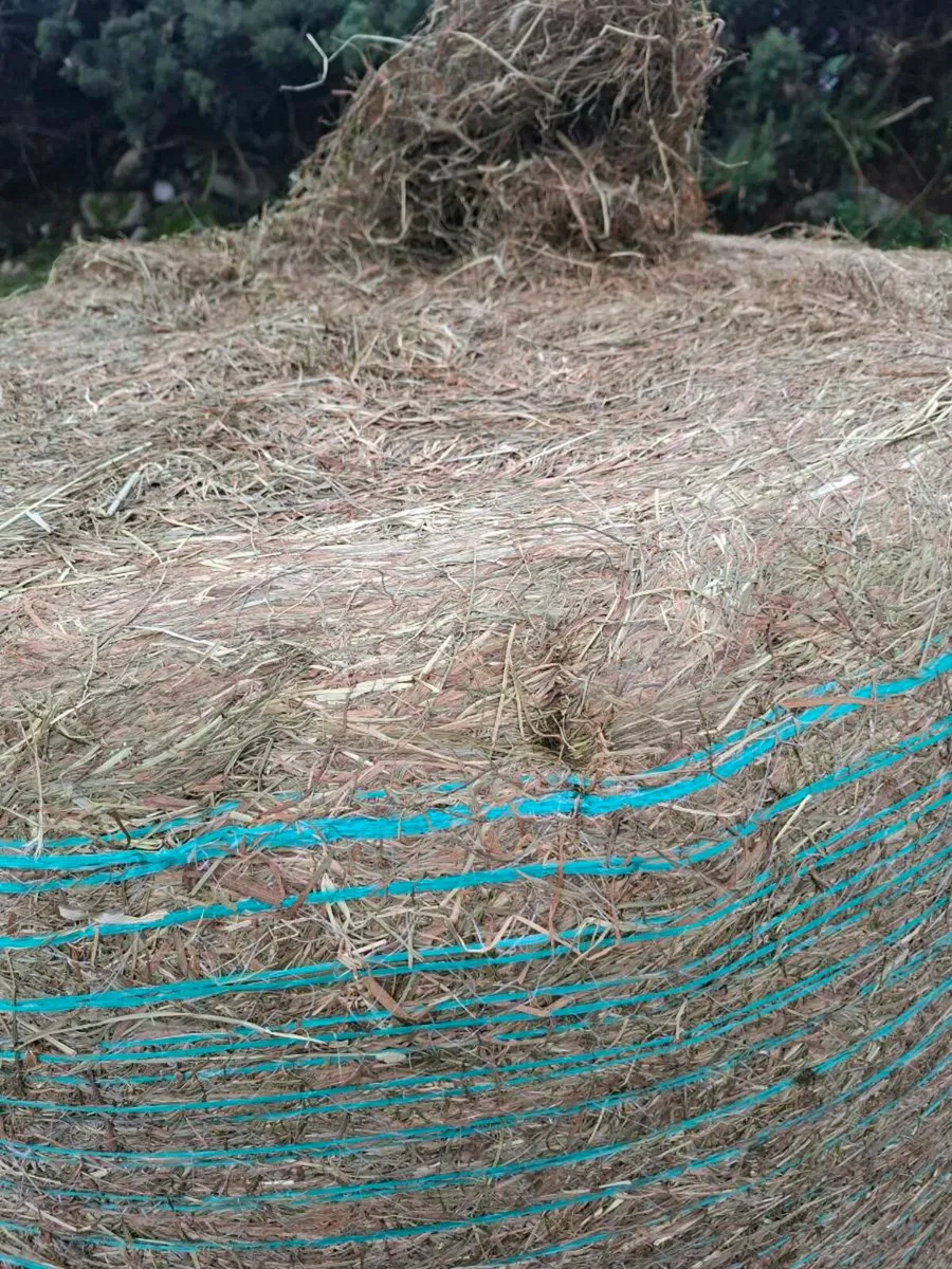 Horse haylage - Image 3