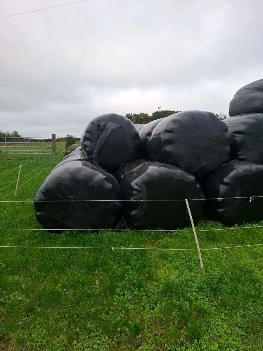 Horse haylage - Image 4