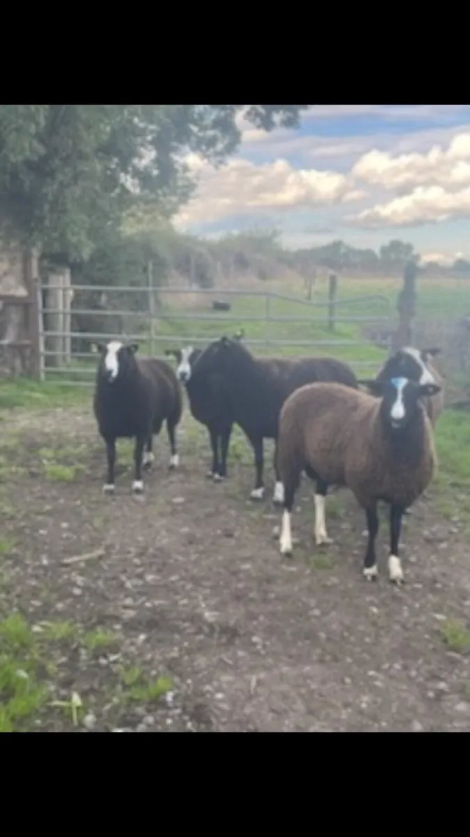 Zwartble Hogget Rams SIS - Image 1