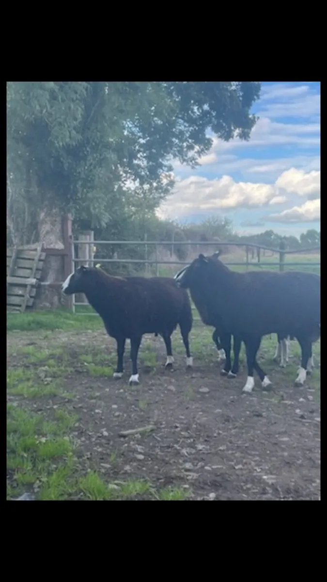 Zwartble Hogget Rams SIS - Image 2