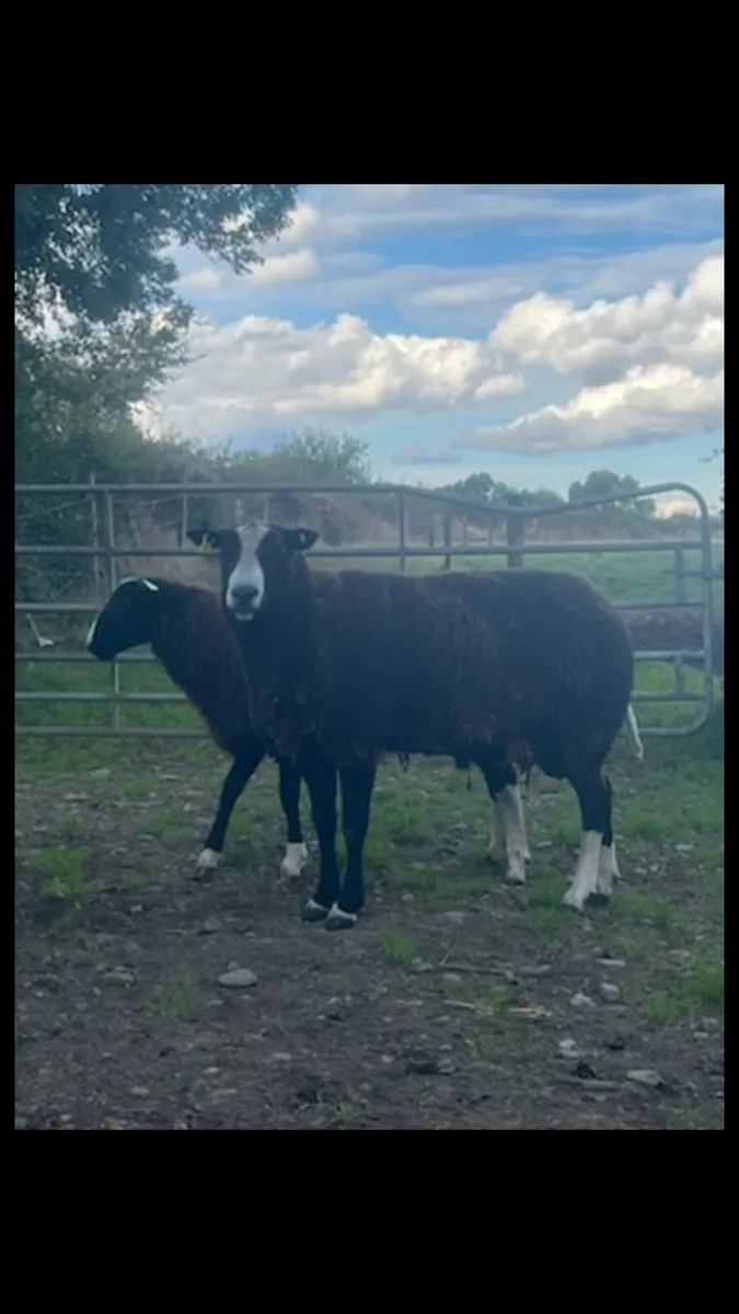 Zwartble Hogget Rams SIS - Image 3