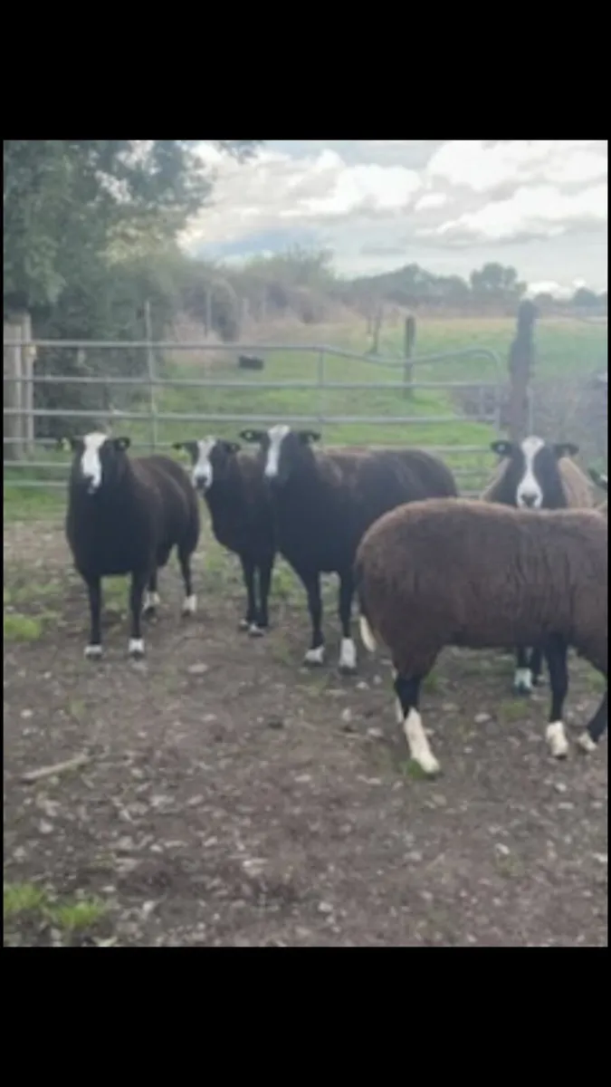 Zwartble Hogget Rams SIS - Image 4
