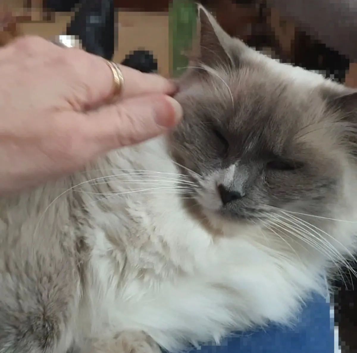 GCCFI Pedigree Ragdoll Lap Cat - 3yrs old ❤️ - Image 4