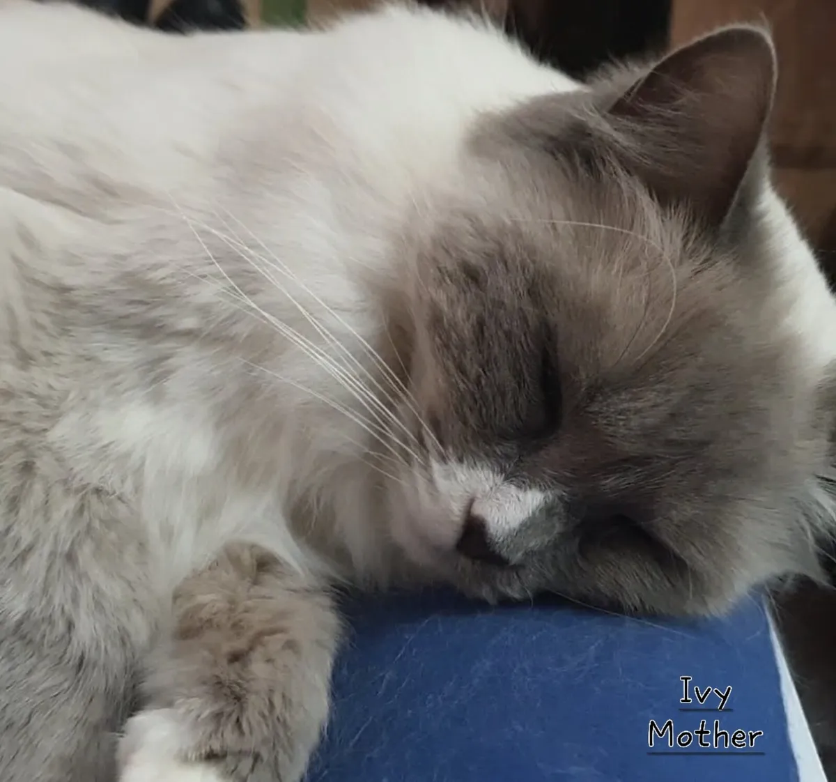 GCCFI Pedigree Ragdoll Lap Cat - 3yrs old ❤️ - Image 3