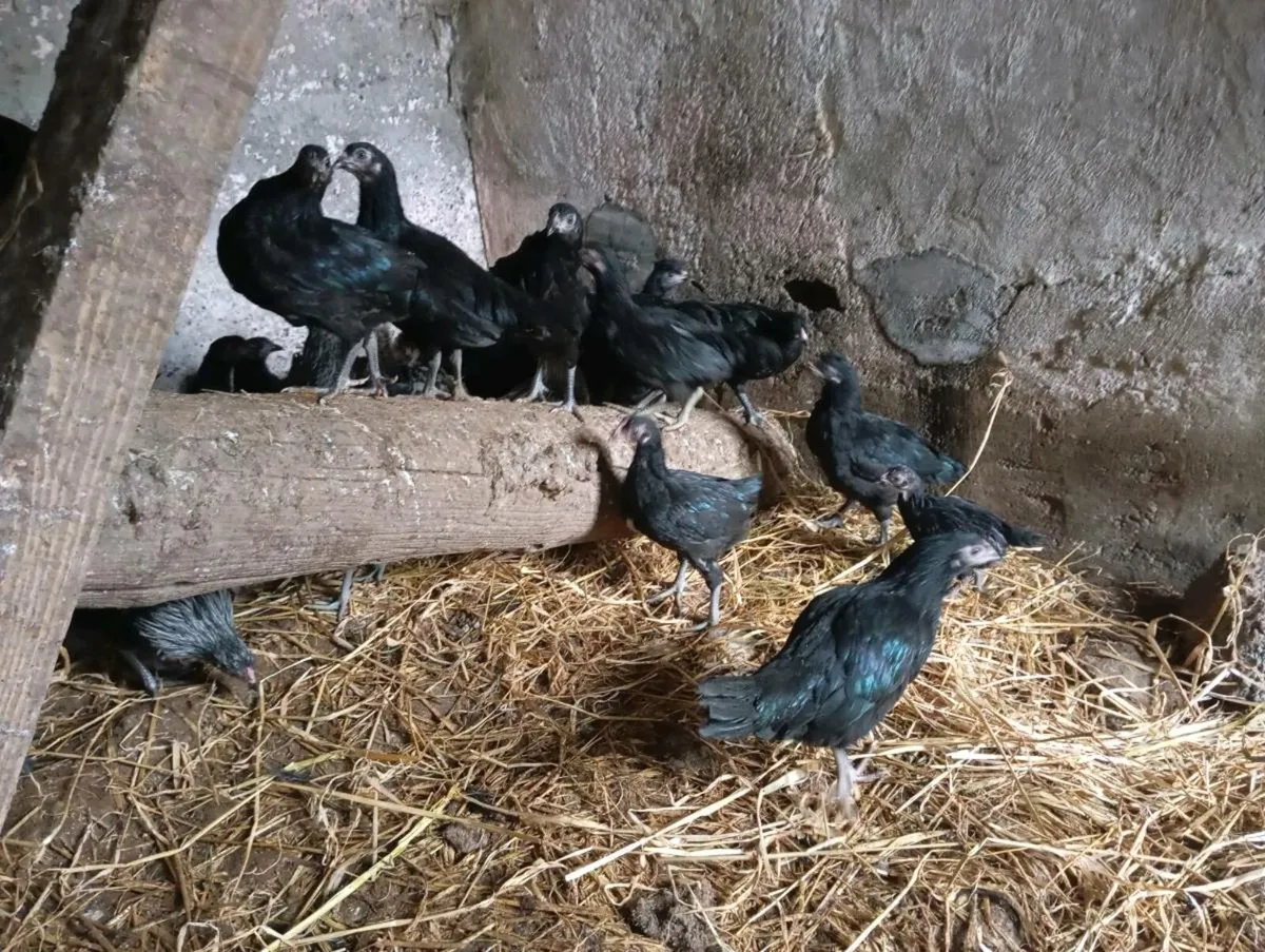Crossbred Pullets - Image 1