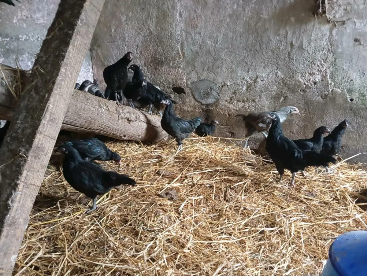 Crossbred Pullets - Image 2