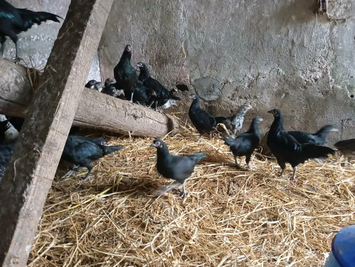 Crossbred Pullets - Image 3