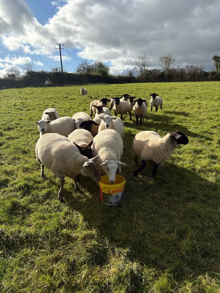Sheep Hoggets - Image 1