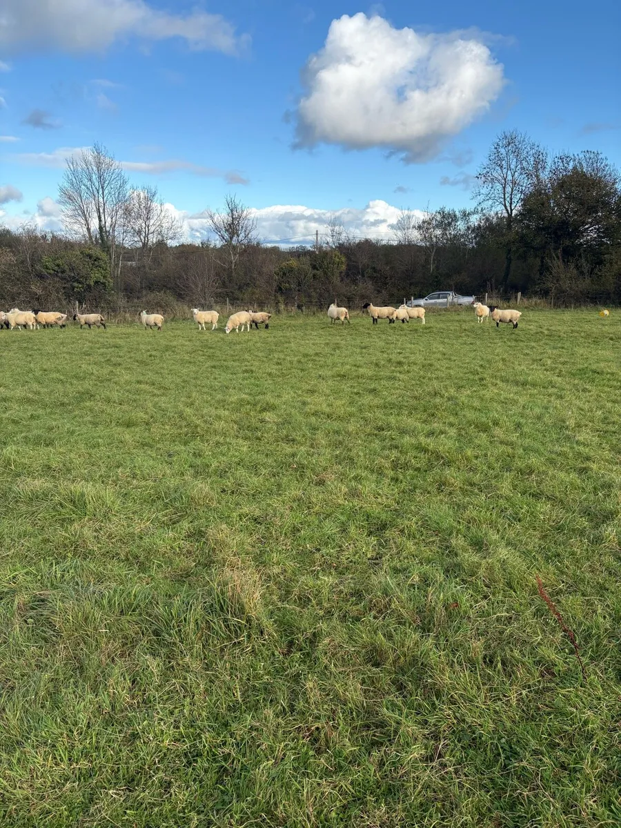 Sheep Hoggets - Image 2