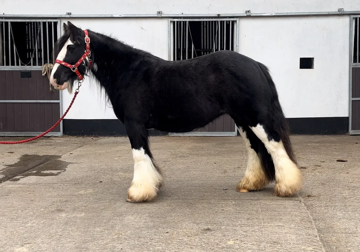 Stunning Heavy Mare - Image 1