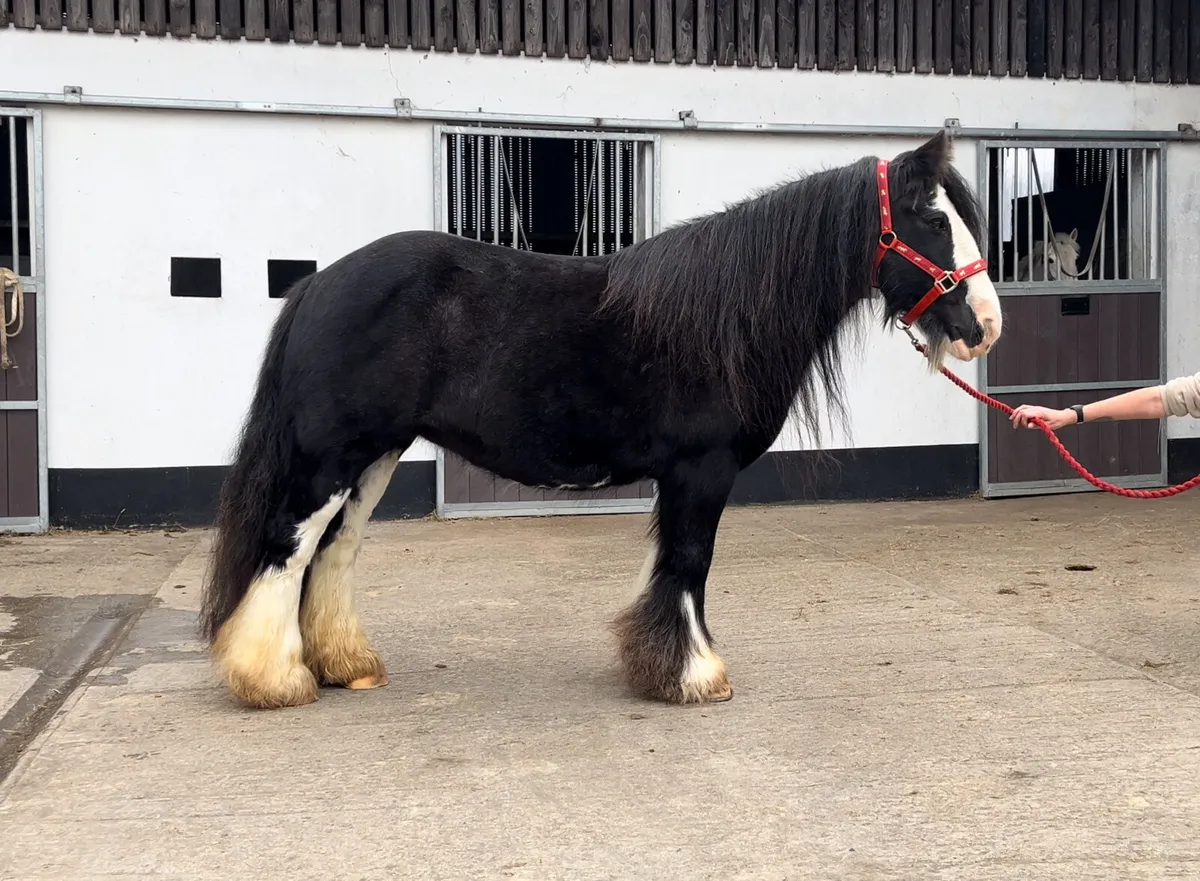 Stunning Heavy Mare - Image 2