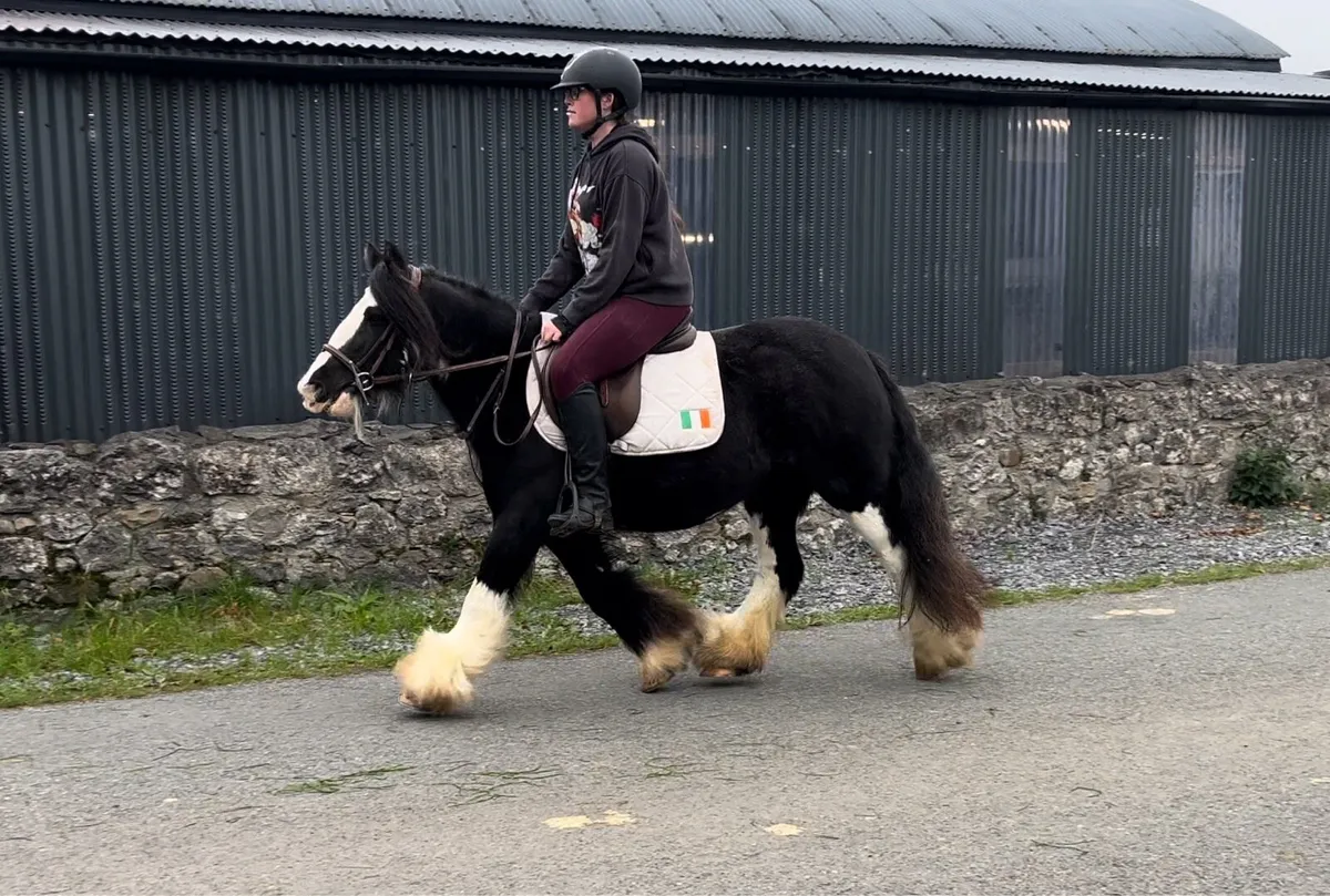 Stunning Heavy Mare - Image 3