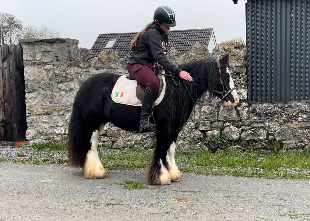 Stunning Heavy Mare - Image 4