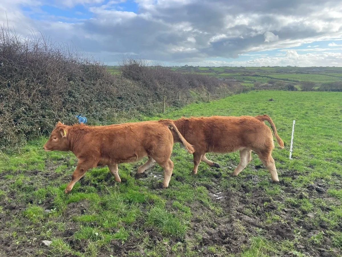 Weanlings Ennis Mart Tuesday 21st Oct - Image 2