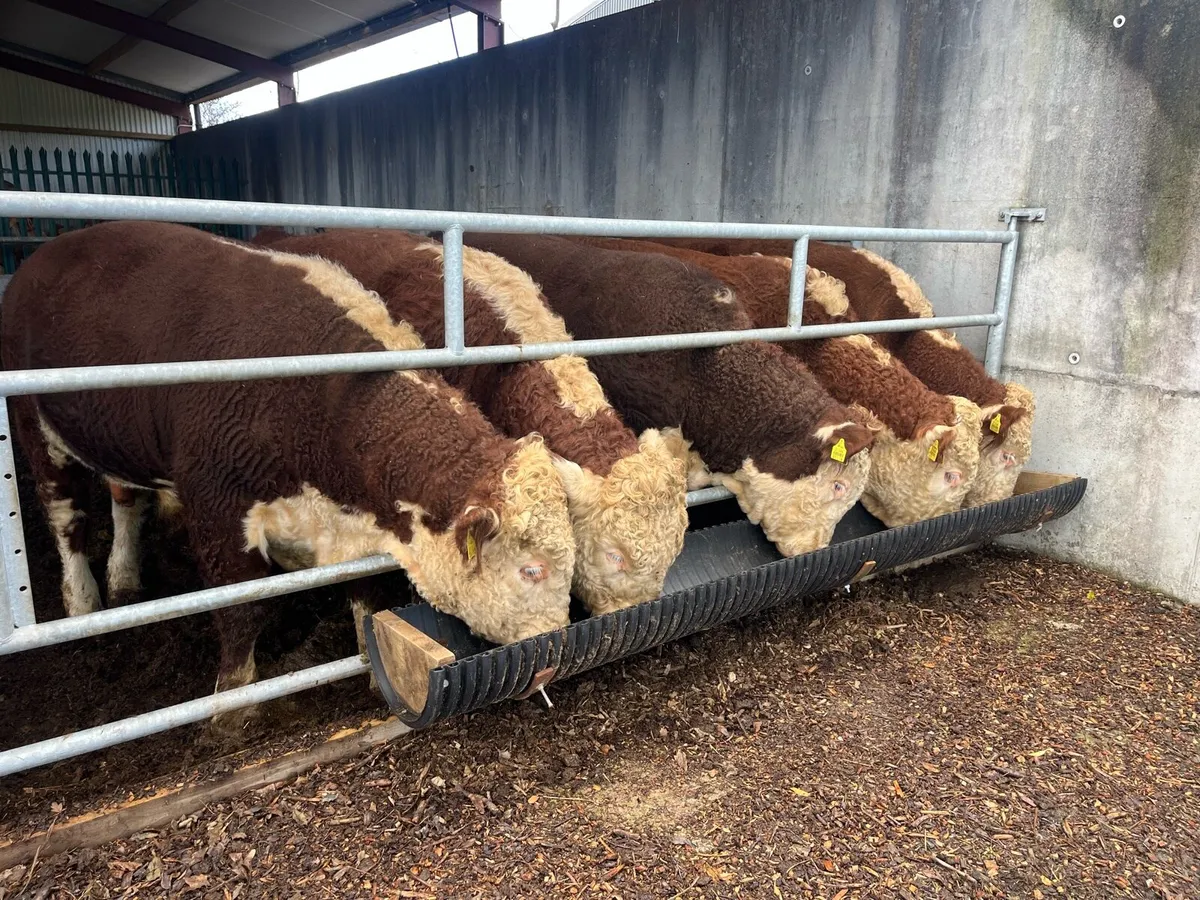 PBR Hereford Bulls - Image 1