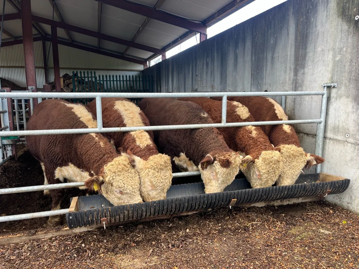 PBR Hereford Bulls - Image 2
