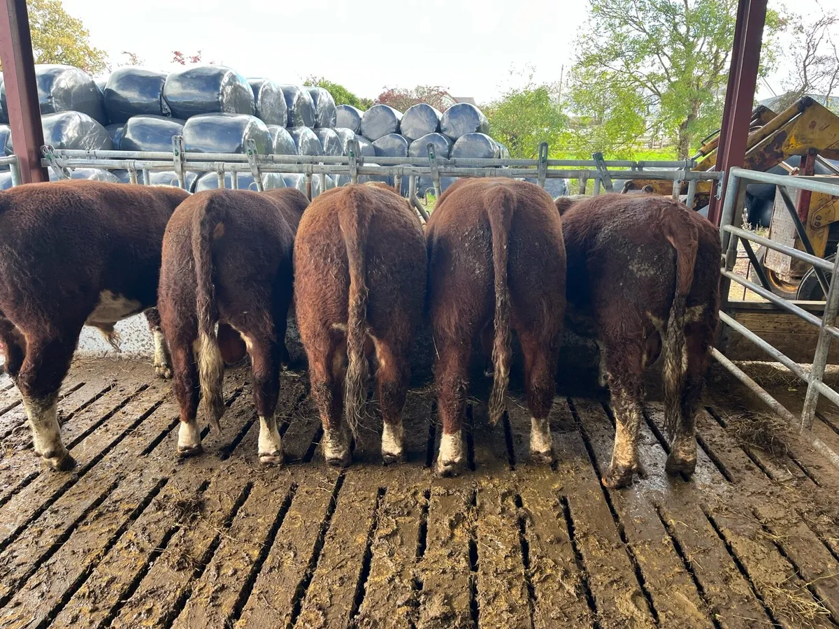 PBR Hereford Bulls - Image 3