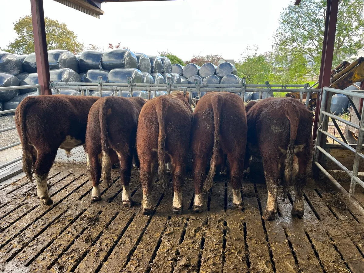 PBR Hereford Bulls - Image 4