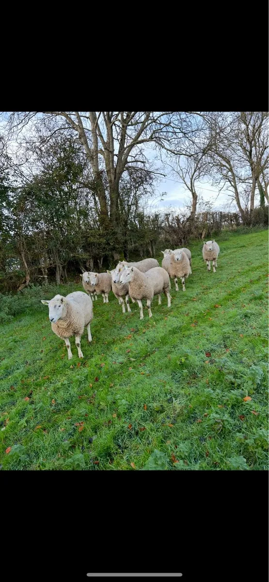 Wicklow Cheviot hogget rams macroom mart 22nd oct - Image 1