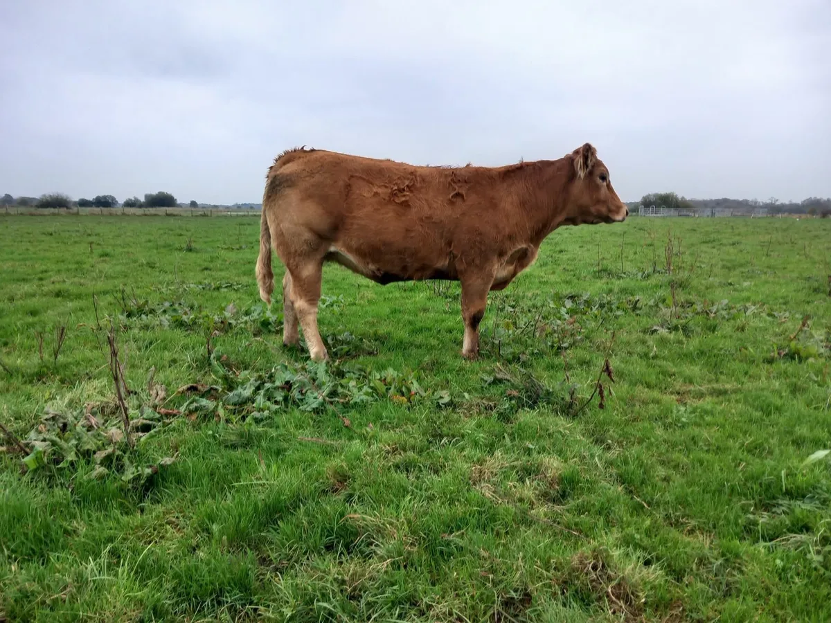 Incalf heifers - Image 1