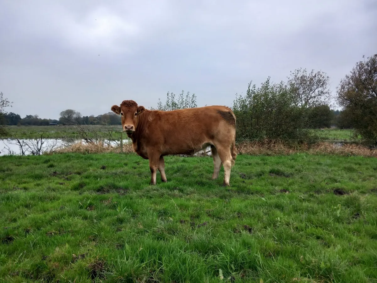 Incalf heifers - Image 2