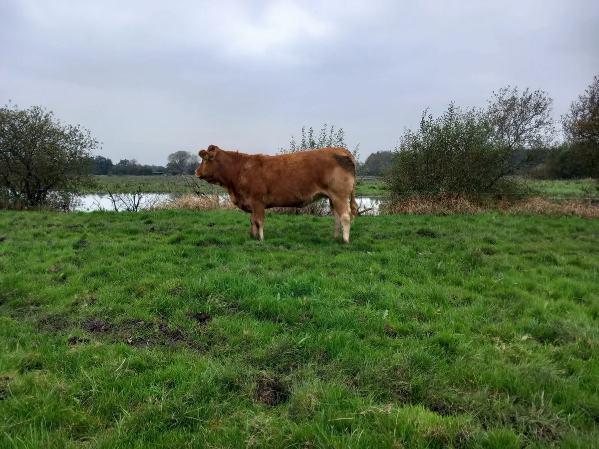 Incalf heifers - Image 3