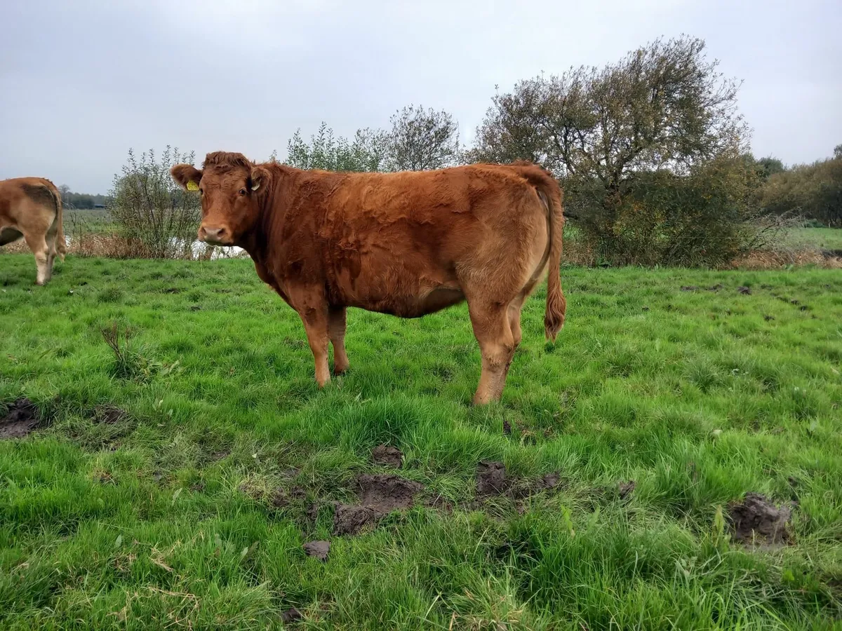 Incalf heifers - Image 4