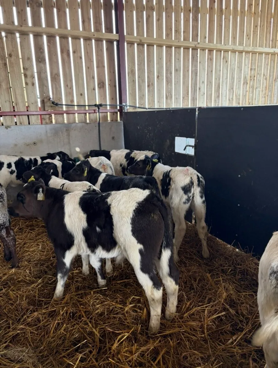 10 super Bbx calves for sale - Image 1