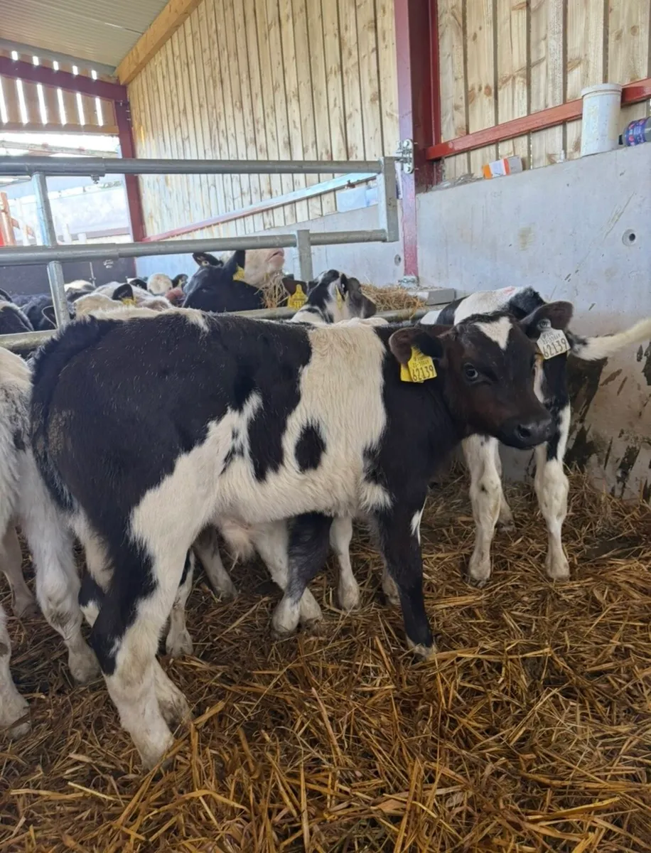 10 super Bbx calves for sale - Image 2