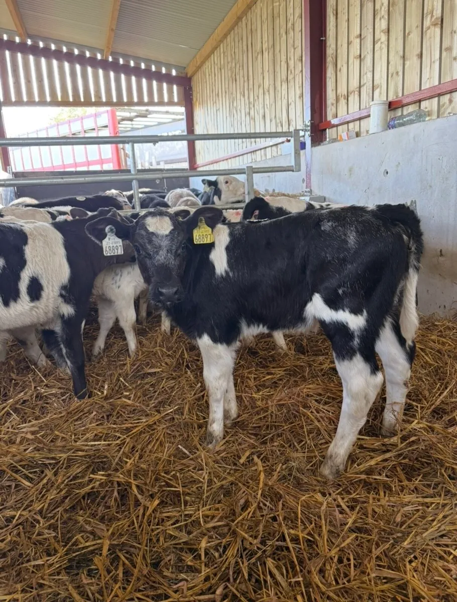 10 super Bbx calves for sale - Image 3