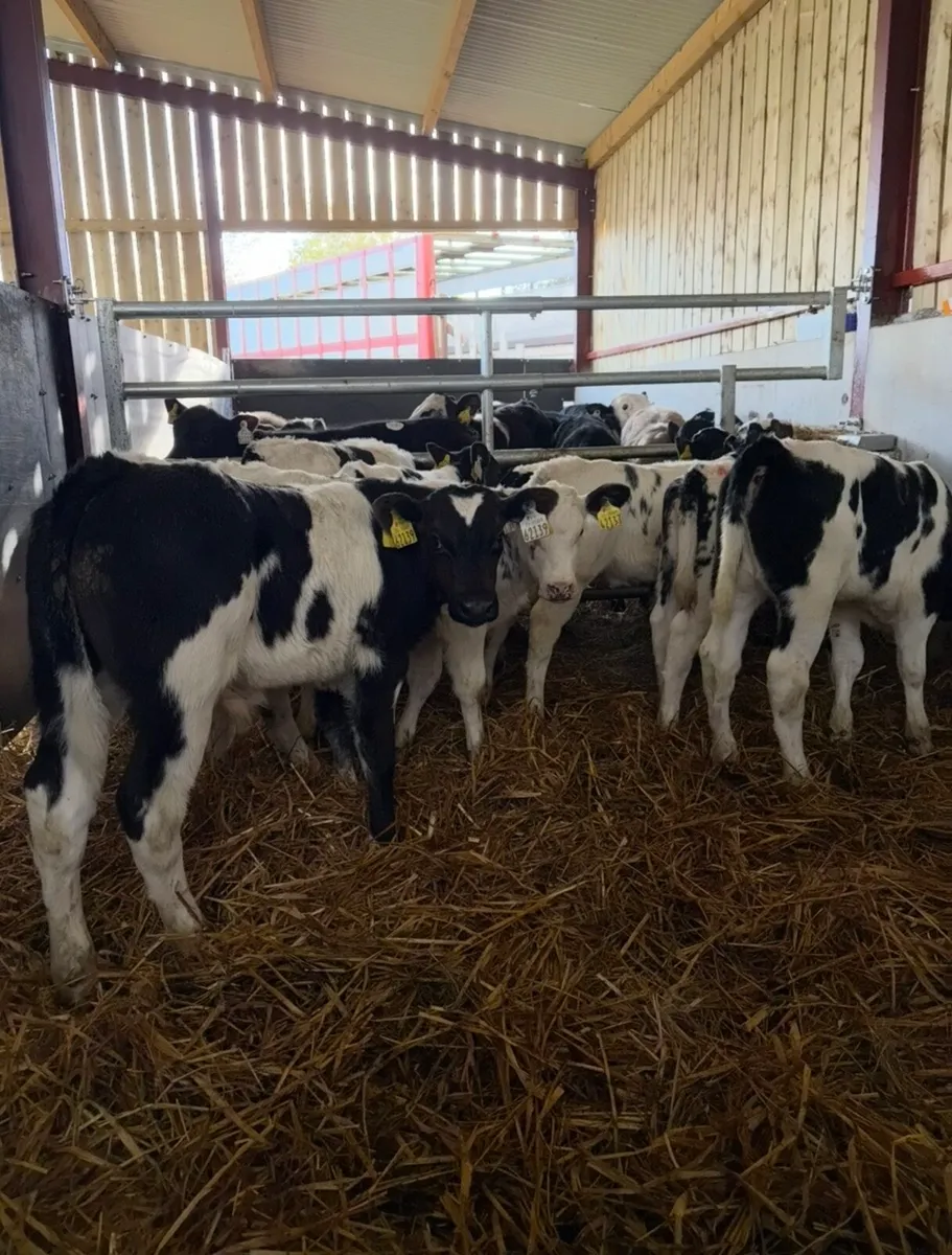 10 super Bbx calves for sale - Image 4