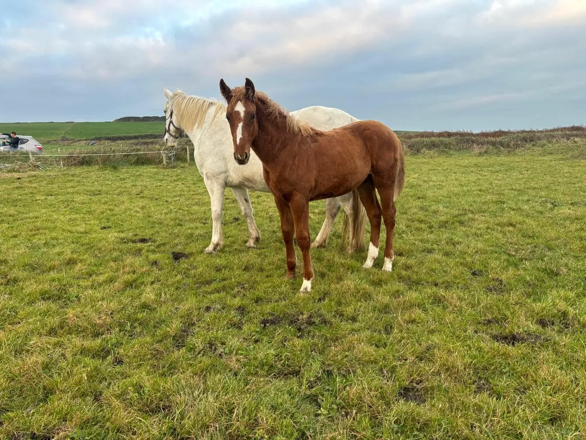 Hype Colt Foal - Image 3