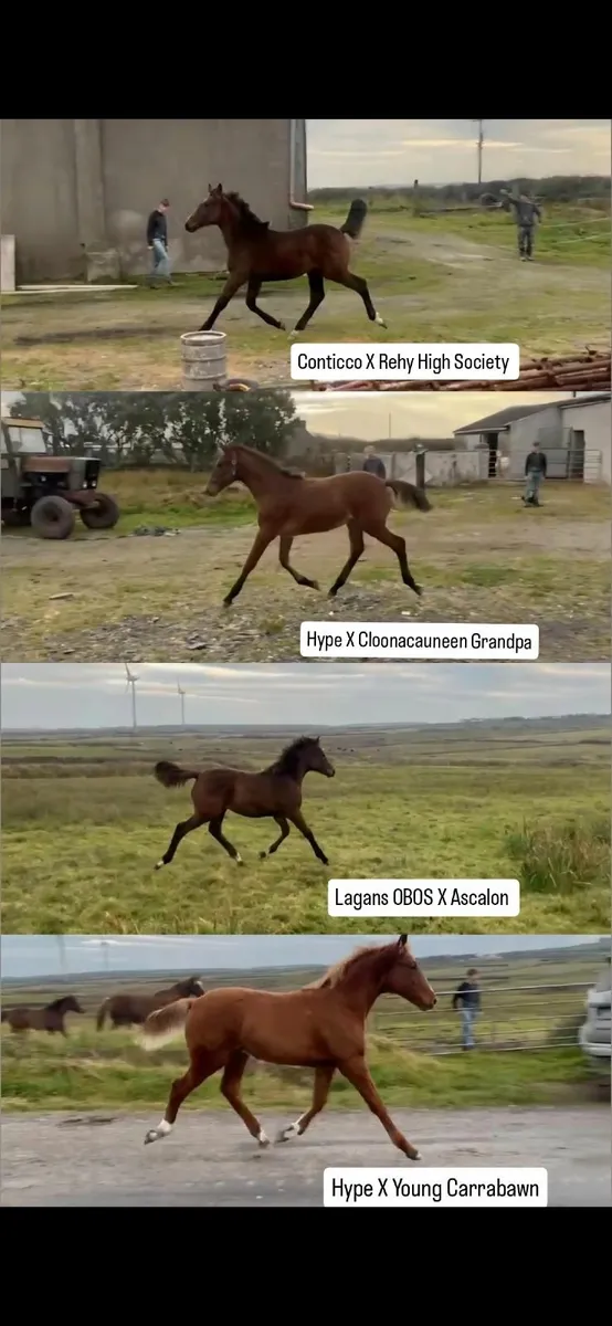 Hype Colt Foal - Image 4