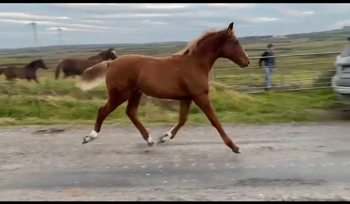 Hype Colt Foal - Image 1
