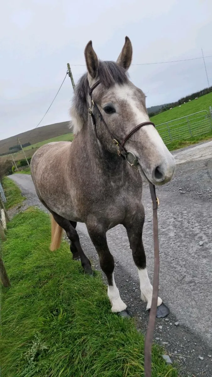 Full RID Gelding Rising 4yo - Image 1