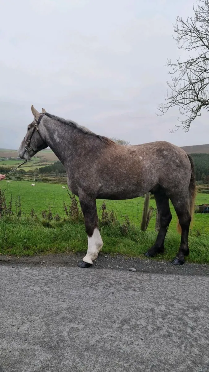 Full RID Gelding Rising 4yo - Image 2
