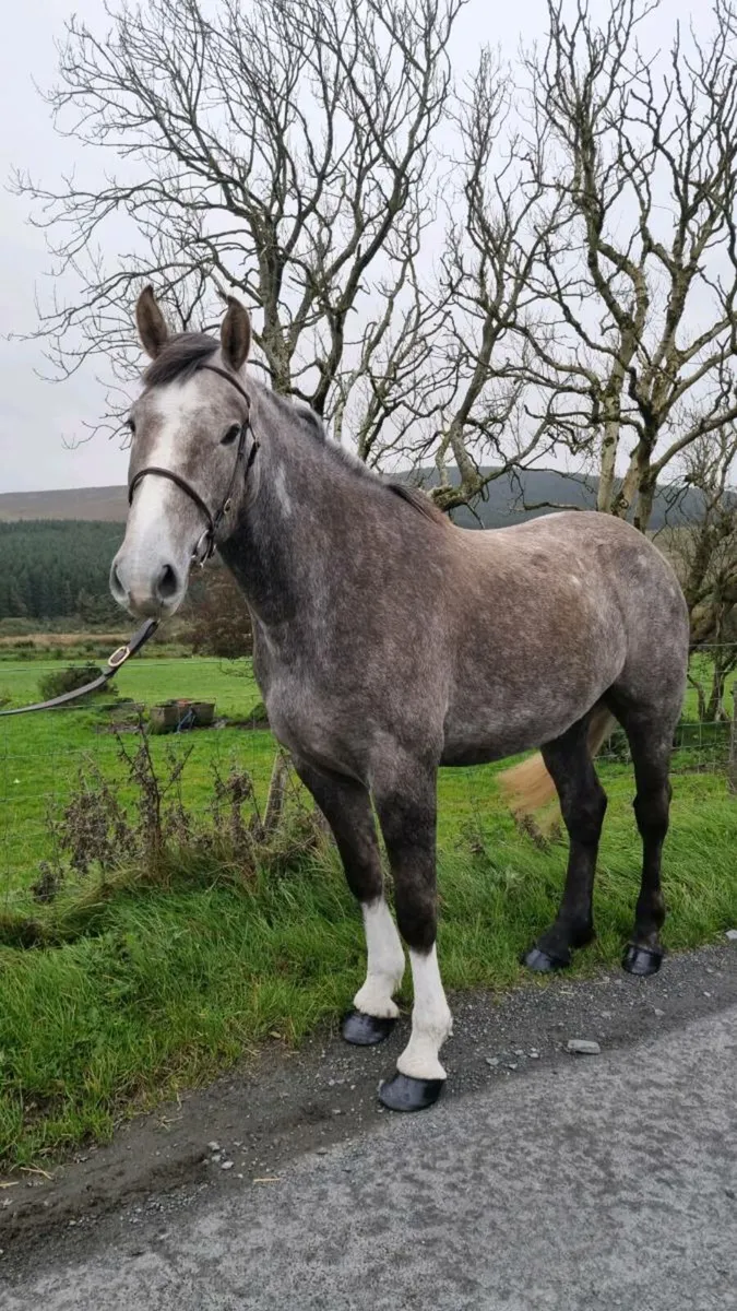 Full RID Gelding Rising 4yo - Image 3