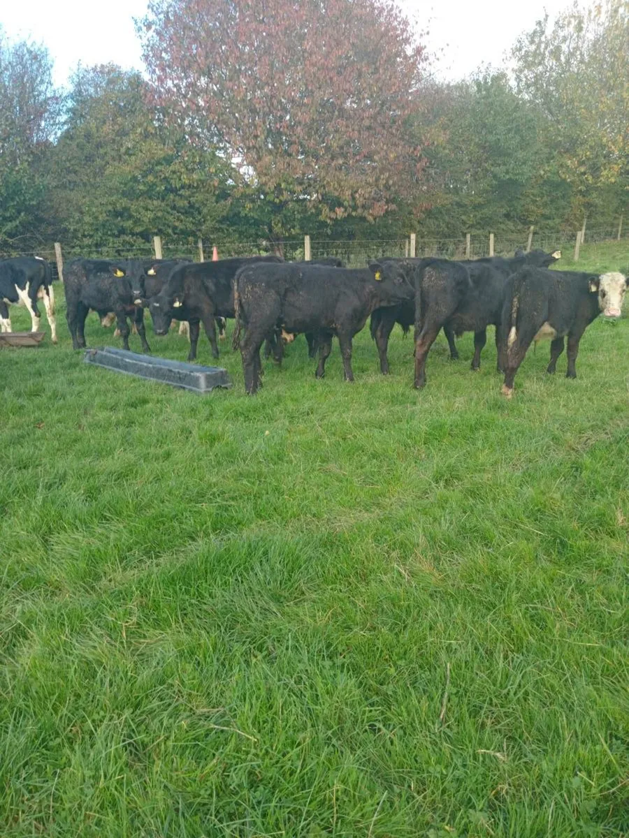 18 smashing angus and hereford bull weanlings - Image 1
