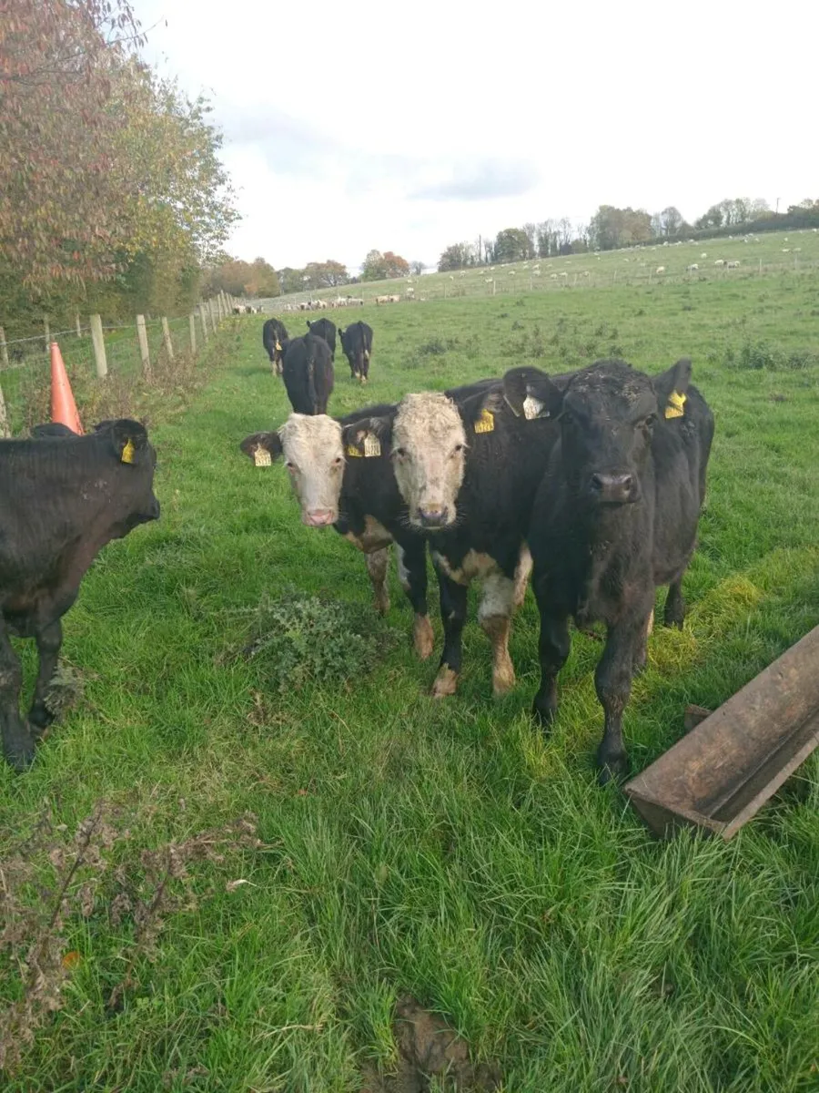 18 smashing angus and hereford bull weanlings - Image 2